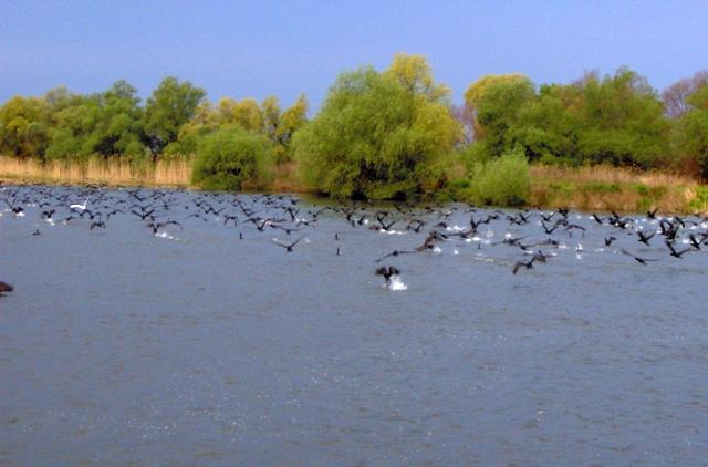 delta Mila 23 - mila-23---aprilie-2008-036.jpg